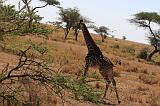 TANZANIA - Serengeti National Park - Giraffa - 2